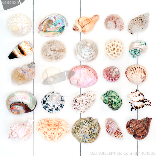 Image of Beautiful Seashell Collection