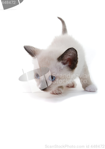 Image of lilac point Siamese kitten