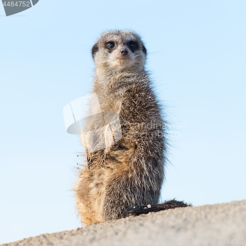 Image of Meerkat on guard duty