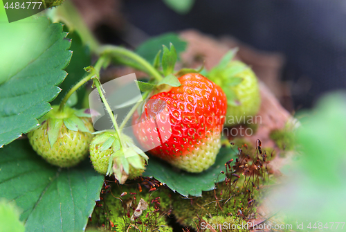 Image of Branch with bright ripening strawberries