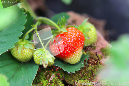 Image of Branch with bright ripening strawberries