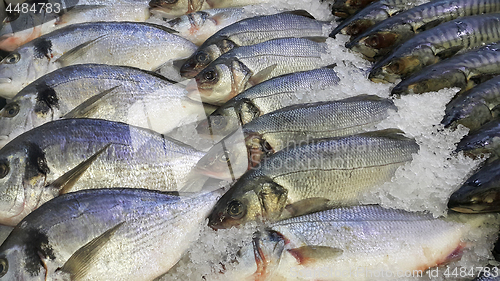 Image of Fresh cooled fish on ice for sale in market