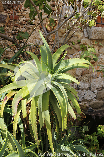 Image of Bush of aloe vera growing outdoors near the stone wall