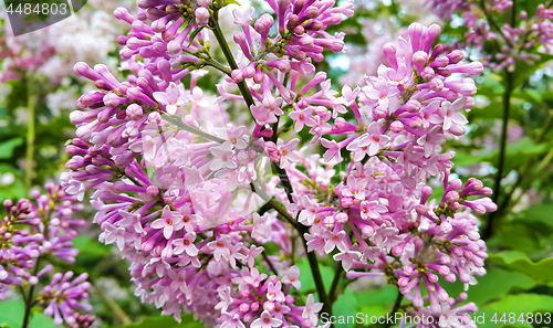 Image of Beautiful blossoming lilac bush