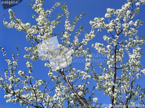 Image of Beautiful blossoming branches with white flowers on blue sky