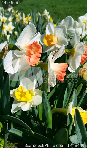 Image of Close-up of beautiful bright Narcissus flowers