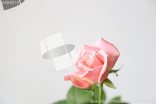 Image of Beautiful pink rose on a gray background