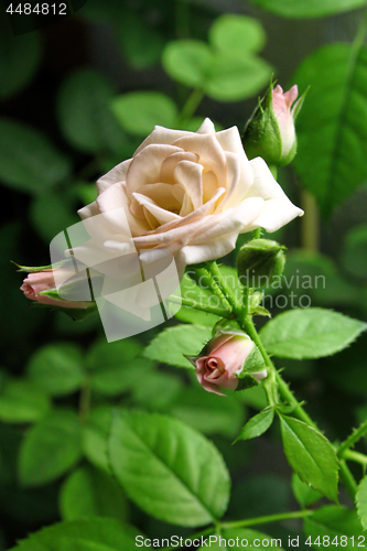 Image of Branch of beautiful pink rose