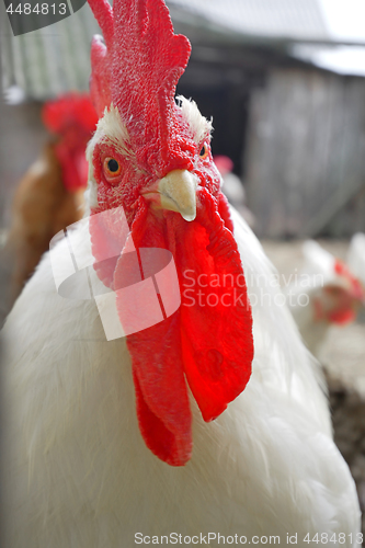 Image of Rooster with a red crest looking straight