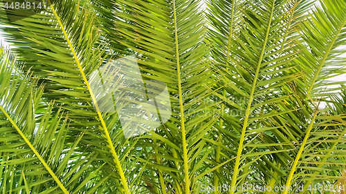 Image of Illustration of palm branches closeup 