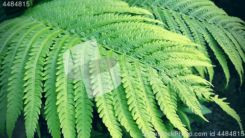 Image of Natural green fresh fern branch