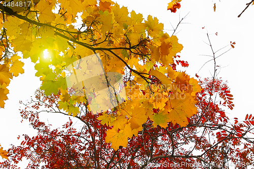 Image of Beautiful branches of autumn trees