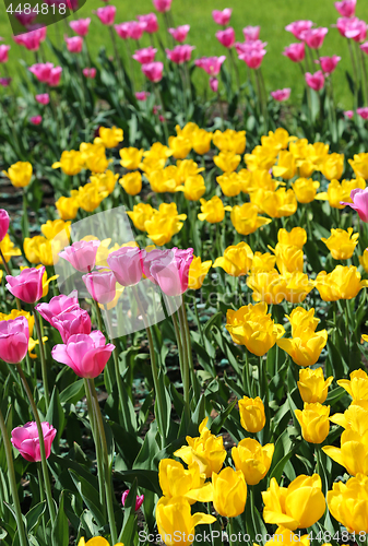 Image of Beautiful bright colorful tulips