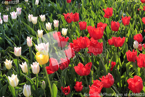 Image of Beautiful bright colorful tulips