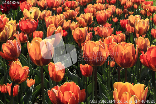 Image of Beautiful bright red tulips glowing in sunlight