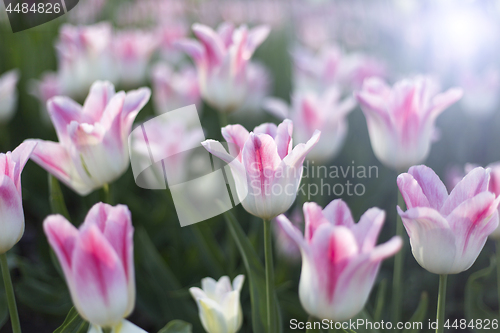 Image of Beautiful white and pink delicate tulips glowing in sunlight