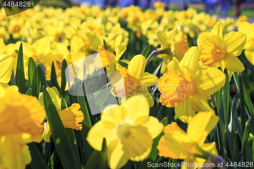 Image of Beautiful bright yellow flowers of spring Narcissus