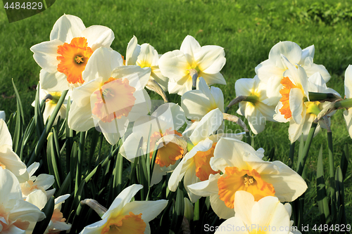 Image of Beautiful white flowers of spring Narcissus
