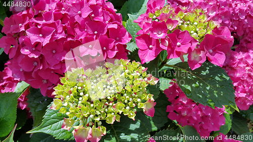 Image of Beautiful bright flowers of Hydrangea 