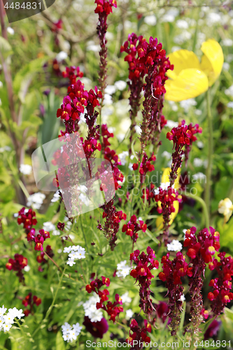 Image of Beautiful bright snapdragon and poppy flowers