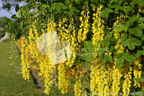 Image of Beautiful bright yellow flowers of wisteria