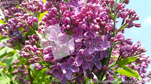 Image of Beautiful spring flowers of blooming lilac bush