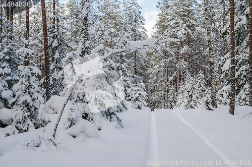 Image of The road through the beautiful coniferous snowy forest