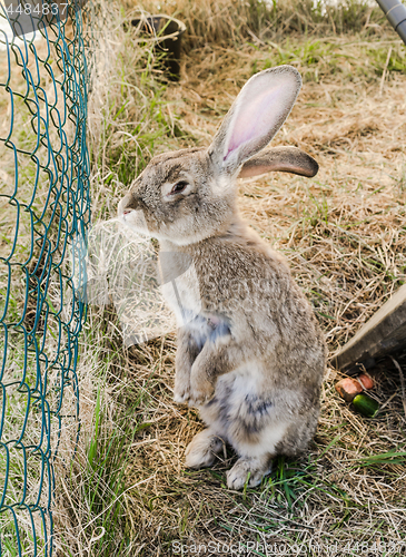 Image of amusing grey rabbit in a shelter