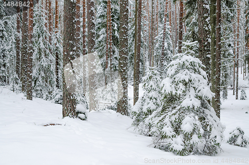 Image of Firs and pines in the forest after snowfall