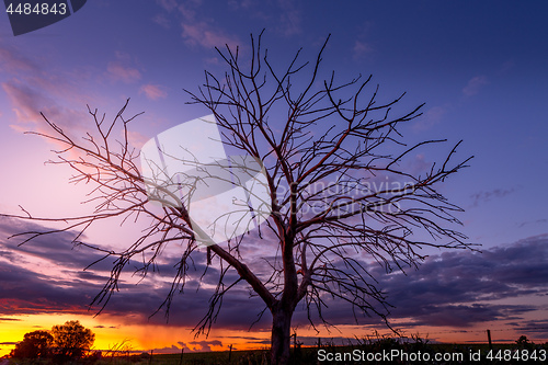 Image of Rural sunset and tree silhouette