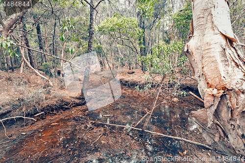 Image of Australian drought almost dry creek