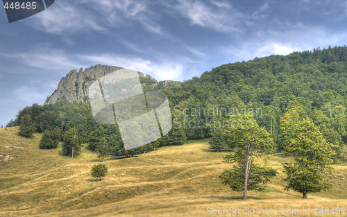 Image of Rooster comb