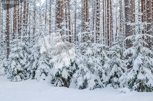 Image of Firs and pines in the forest after snowfall