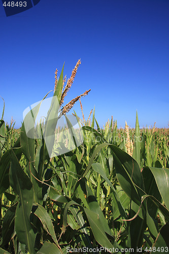 Image of Corn Field