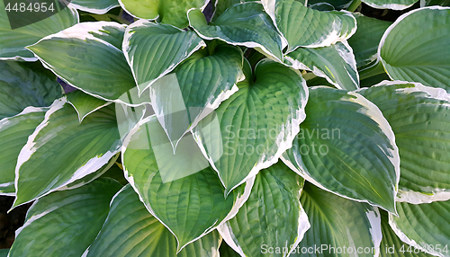 Image of Hosta leaves background