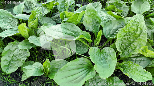 Image of Fresh green leaves of plantain