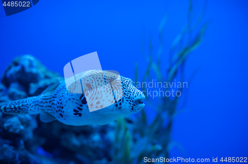 Image of Different marine animals