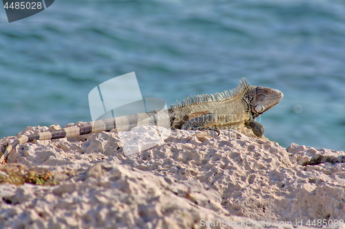 Image of Green iguana