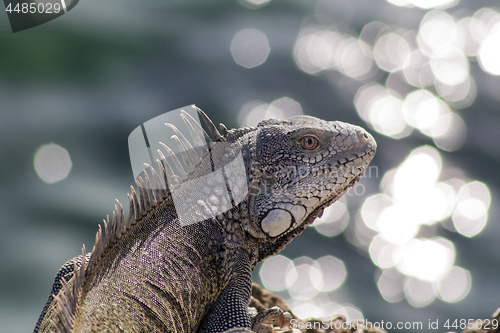 Image of Green iguana