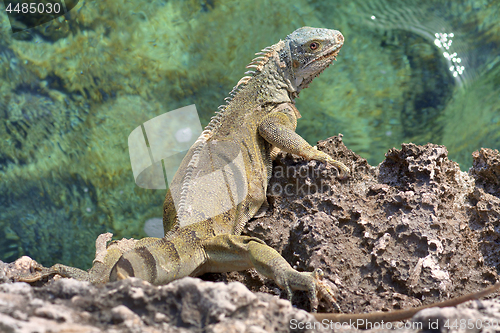 Image of Green iguana