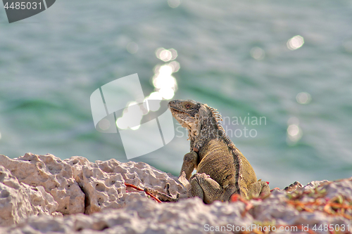 Image of Green iguana