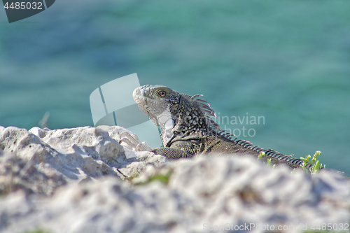 Image of Green iguana