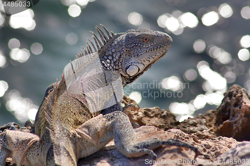 Image of Green iguana