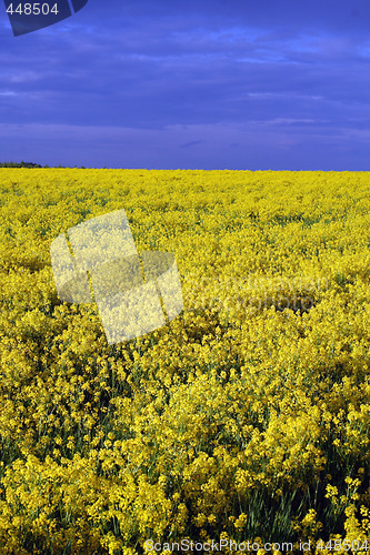 Image of yellow field 