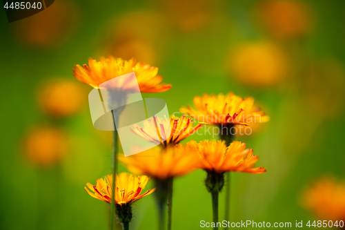 Image of Crepis alpina - Abstract background of Alpine flowers