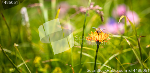 Image of Bee collects nectar from flower crepis alpina