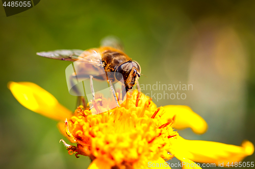 Image of Bee collects nectar from flower crepis alpina