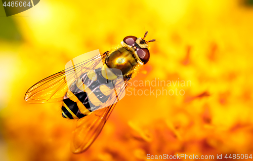 Image of Bee collects nectar from flower crepis alpina