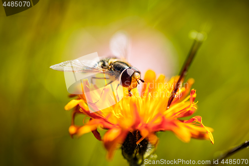 Image of Bee collects nectar from flower crepis alpina