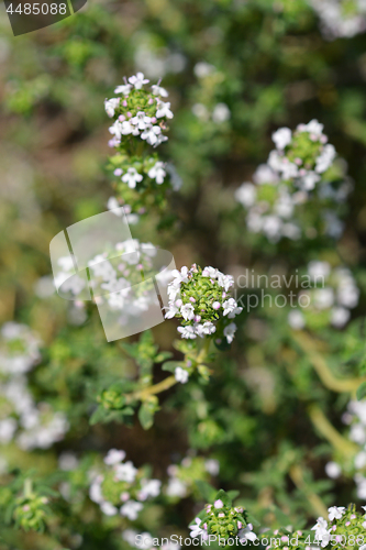 Image of Common thyme